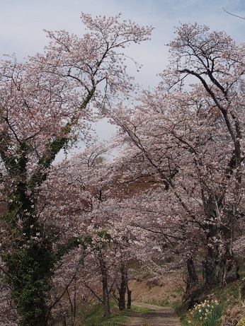 城山・大塩湖　桜めぐり（　2016.４.３　）_b0335256_16404967.jpg