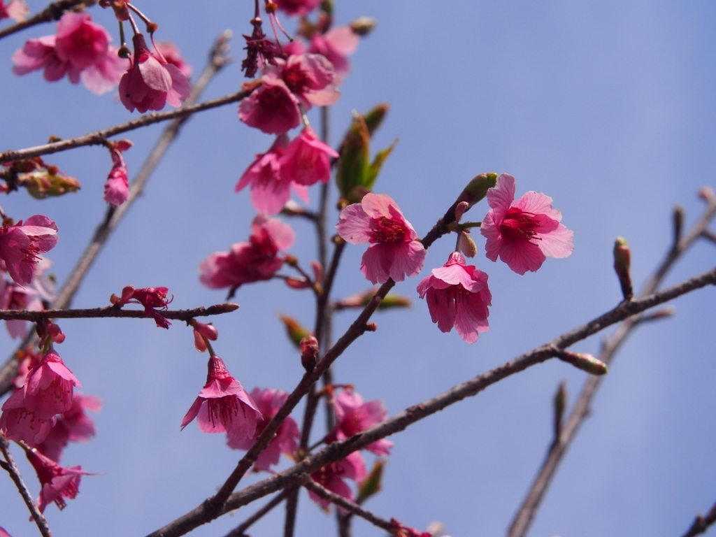 城山・大塩湖　桜めぐり（　2016.４.３　）_b0335256_16422793.jpg