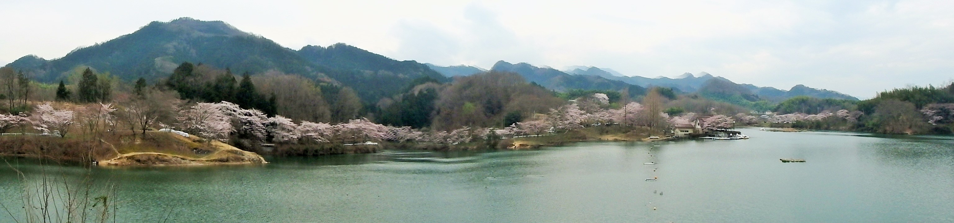 城山・大塩湖　桜めぐり（　2016.４.３　）_b0335256_16451544.jpg