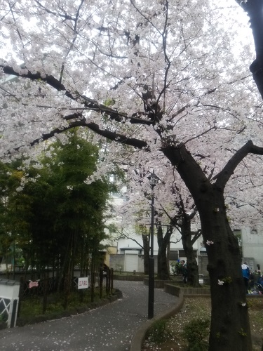 上野の桜 2016年春＠浅草通り～合羽橋_e0047657_1315648.jpg