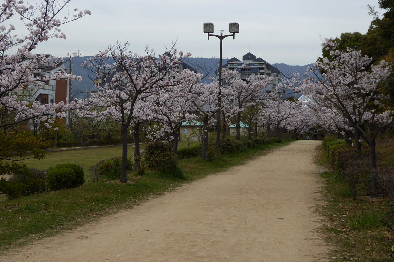 大島桜、シャガ、コゴメマンネングサ、キリシマツツジ、ライラック、染井吉野の桜並木_a0030958_232118.jpg