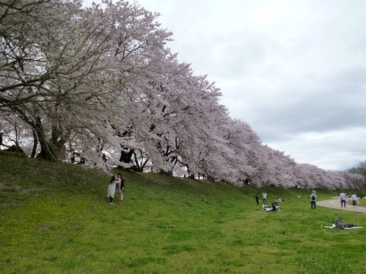 桜の名所背割堤に展望塔が完成_d0231858_7361286.jpg