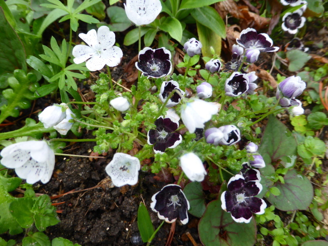 こぼれ種育ちで春花壇も充実 花 花 種を播こう こぼれ種育ちで春花壇も充実 花 花 種を播こう