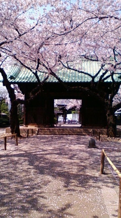 桜_f0326160_18370916.jpg