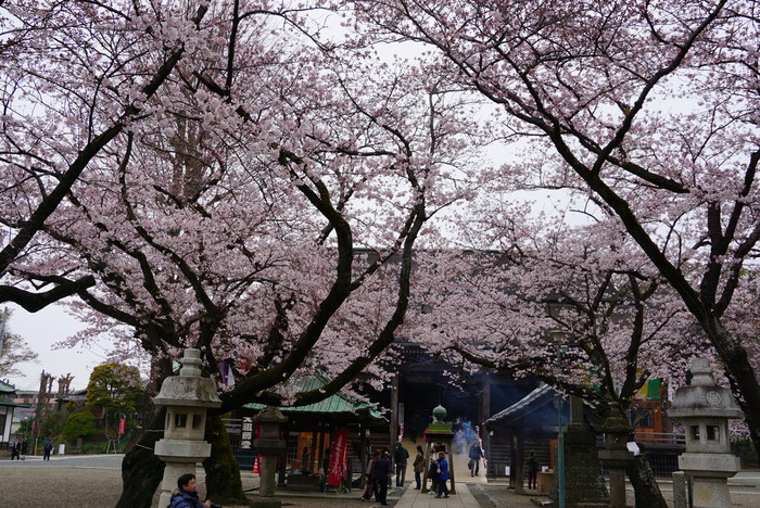 ご近所お寺さんの桜☆２_d0152261_1053669.jpg