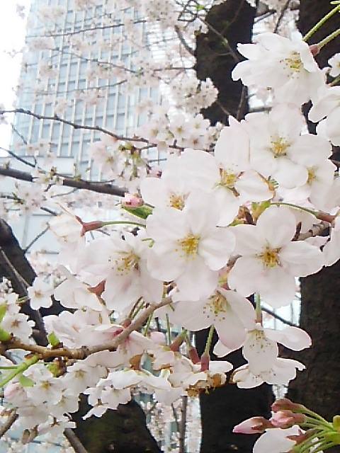 桜咲く　ザ・リッツ・カールトン東京 ひのきざかで　ミニマリアのお祝いです。。｡.♡*† *・。･。+　_a0053662_17352814.jpg
