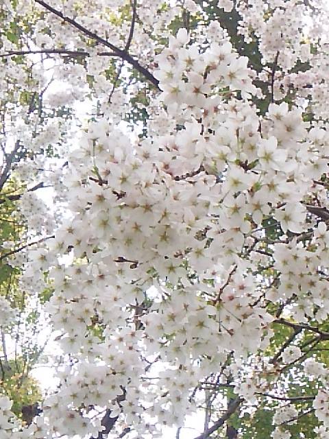 桜咲く　ザ・リッツ・カールトン東京 ひのきざかで　ミニマリアのお祝いです。。｡.♡*† *・。･。+　_a0053662_1735319.jpg