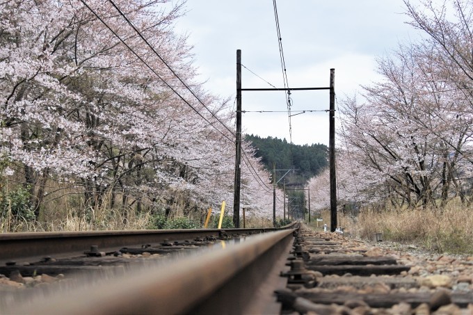 静岡県榛原郡川根本町　【大井川鉄道　さくら号】_e0347862_20004985.jpg