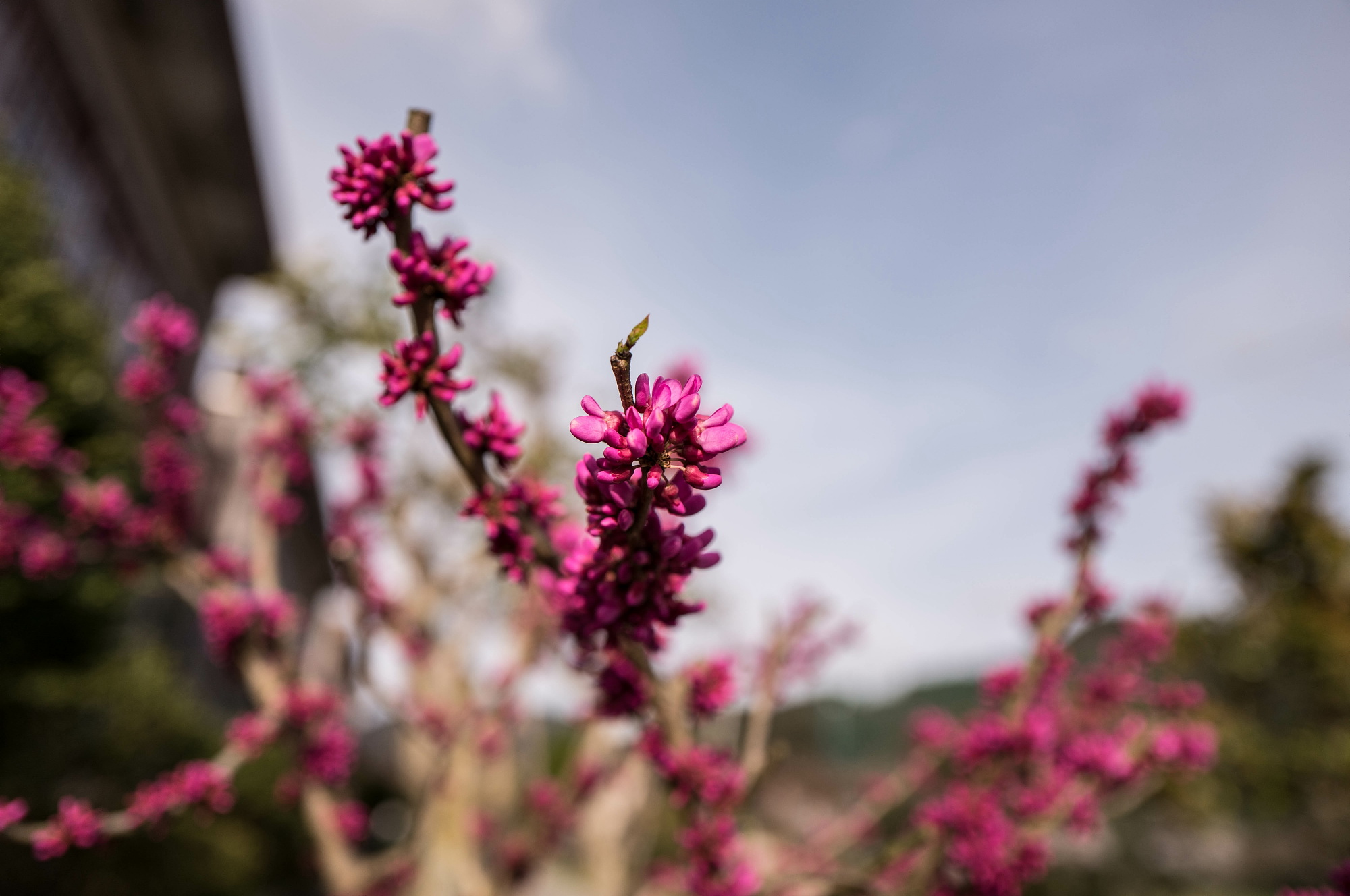 ライカＱで近所の春の花々を撮り歩く_e0015567_1857034.jpg