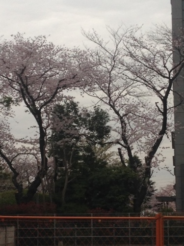 桜満開_b0219170_16471251.jpeg