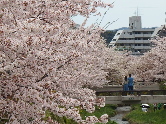 一の坂川桜だより_d0177570_23294336.jpg