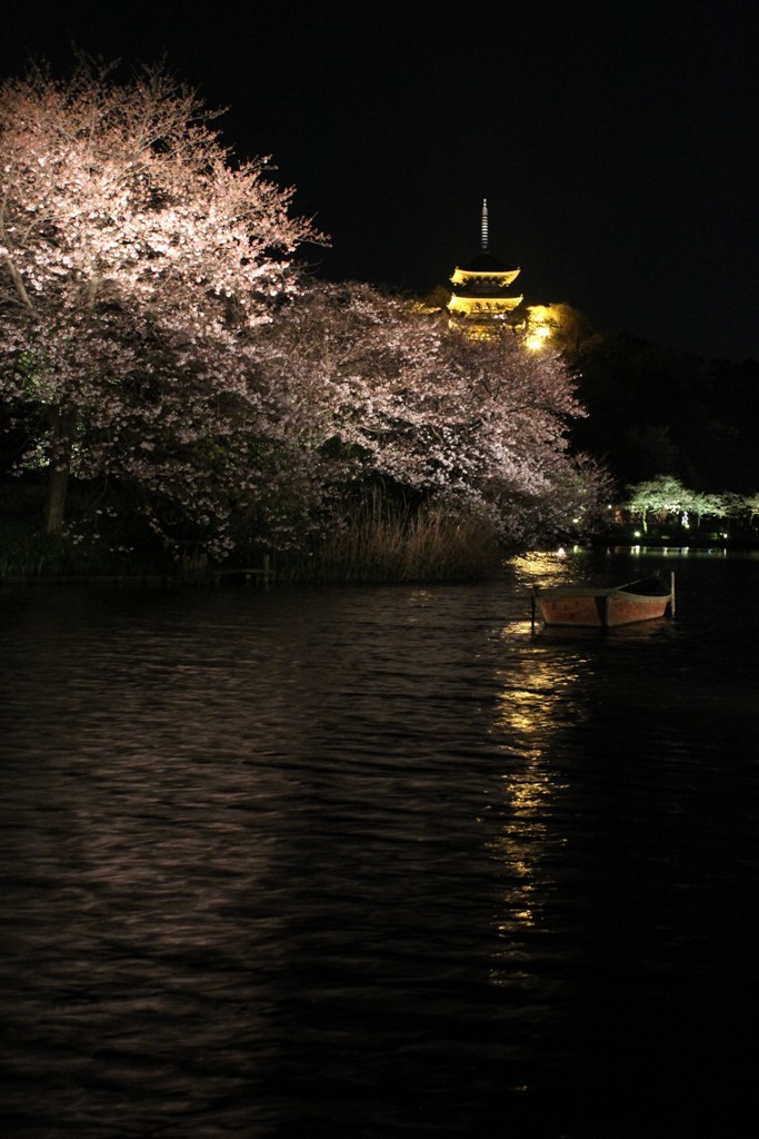 三渓園の夜桜_c0310571_19442434.jpg
