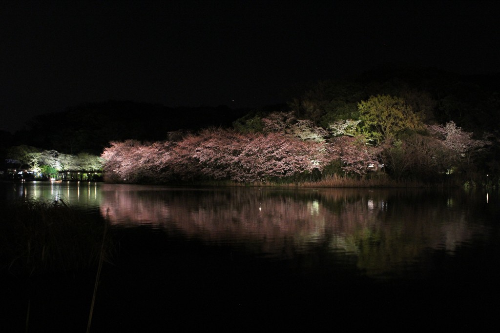 三渓園の夜桜_c0310571_19443243.jpg