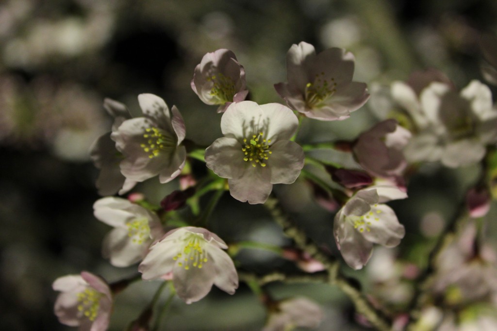 三渓園の夜桜_c0310571_19450201.jpg