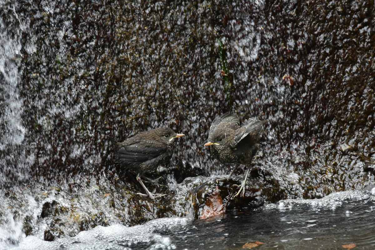 カワガラス 3羽の雛達_f0053272_12152353.jpg