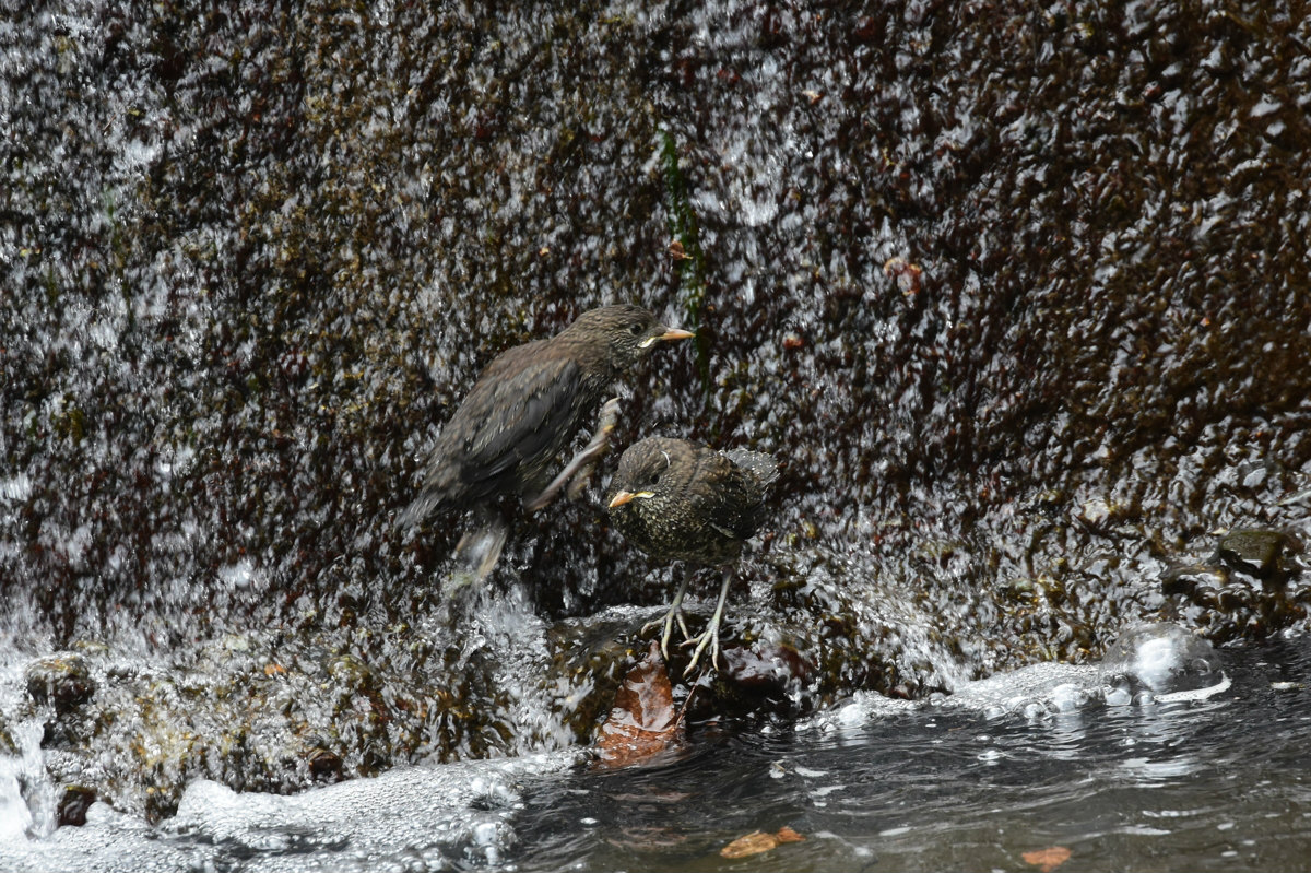 カワガラス 3羽の雛達_f0053272_12154170.jpg