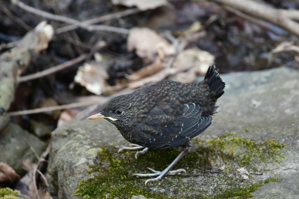 カワガラス 3羽の雛達_f0053272_12214025.jpg