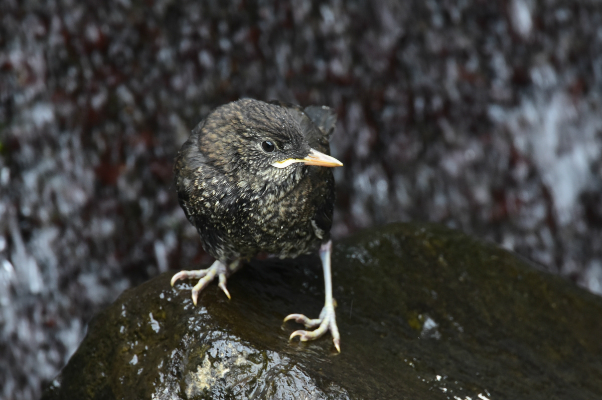 カワガラス 3羽の雛達_f0053272_1230275.jpg