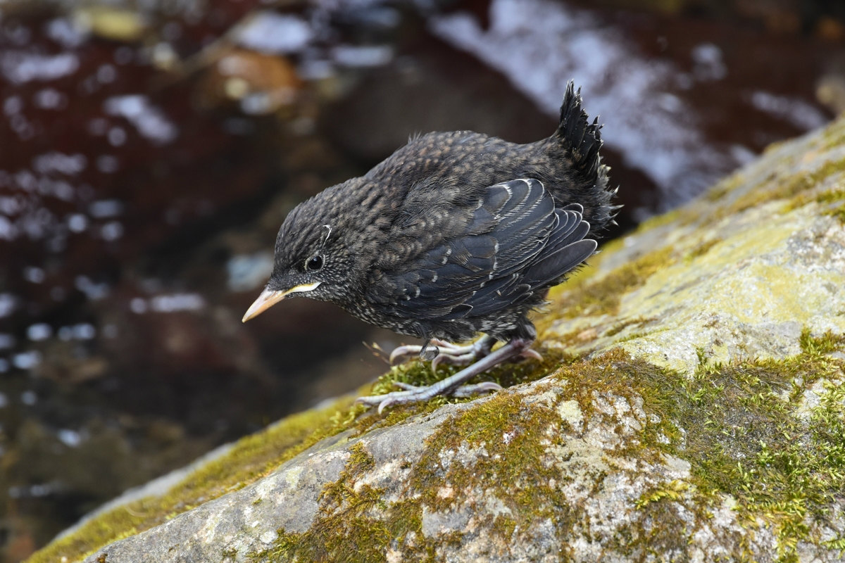 カワガラス 3羽の雛達_f0053272_1294283.jpg