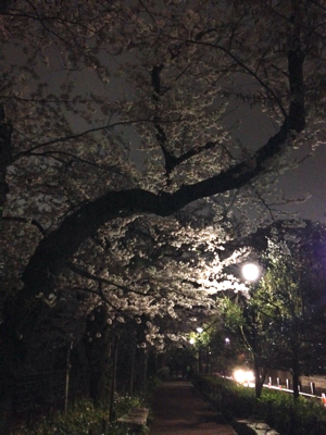 夜桜ドライブ_d0339674_03254077.jpg