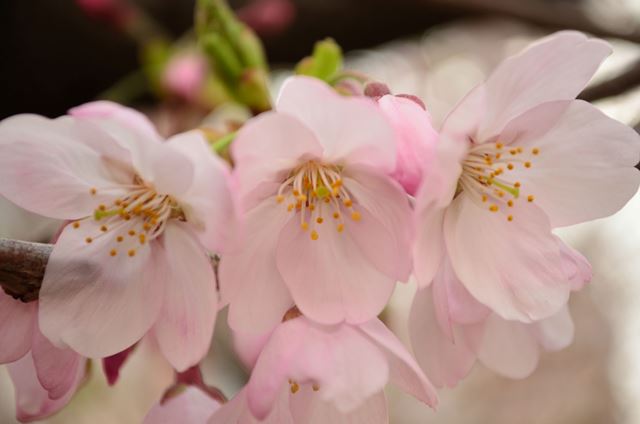 2016,3,30 呉　桜　その１_f0219074_2363337.jpg