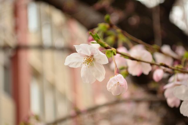 2016,3,30 呉　桜　その１_f0219074_2364246.jpg