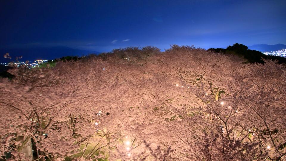 夜桜_c0234975_8512757.jpg