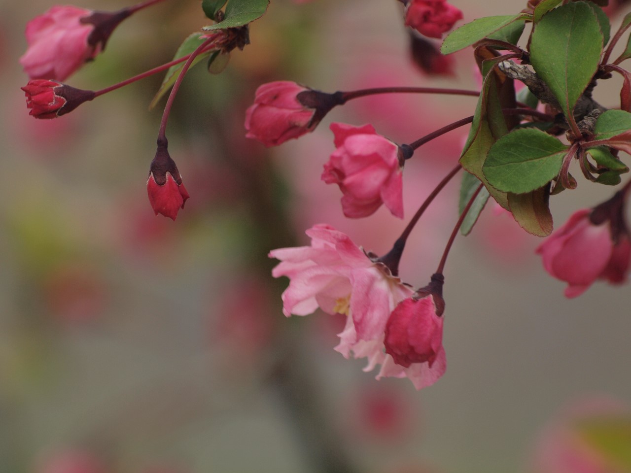 花海棠 ﾊﾅｶｲﾄﾞｳ と四手辛夷 ｼﾃﾞｺﾌﾞｼ と花木 ﾊﾅﾉｷ と連翹 ﾚﾝｷﾞｮｳ 達 自然風の自然風だより