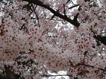 今年の桜　２０１６_f0233876_20322397.jpg