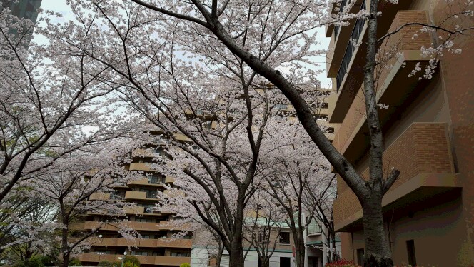 c0160277_0105542.jpg