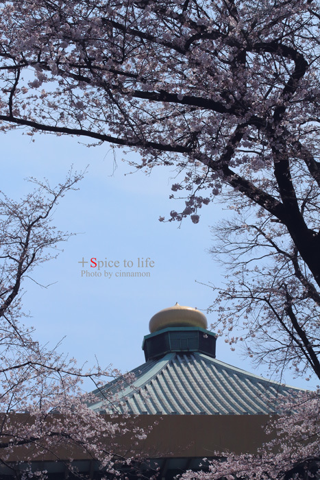 2016 Sakura❀TOKYO #2_f0326278_23164159.jpg