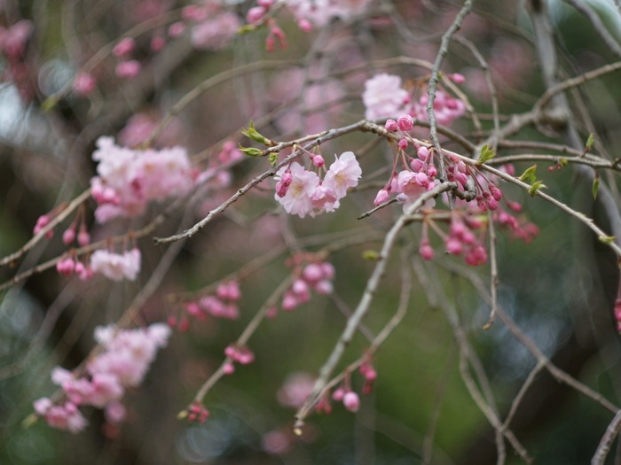 しだれ桜_a0085679_205103.jpg