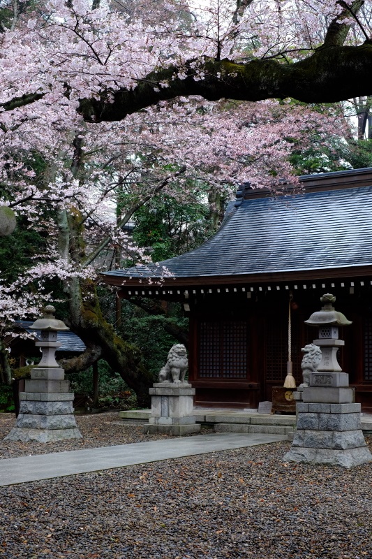 桜雨　日立市「熊野神社」　２０１６・０４・０３_e0143883_19332134.jpg