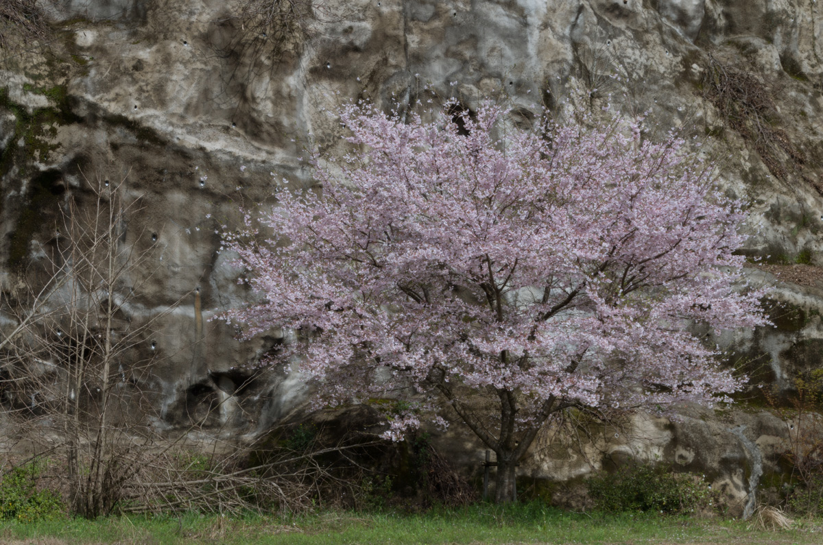 桜屏風_f0213788_20451850.jpg