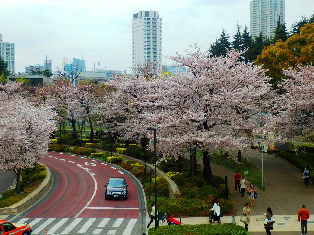 東京ミッドタウンの桜_a0019089_1501858.jpg