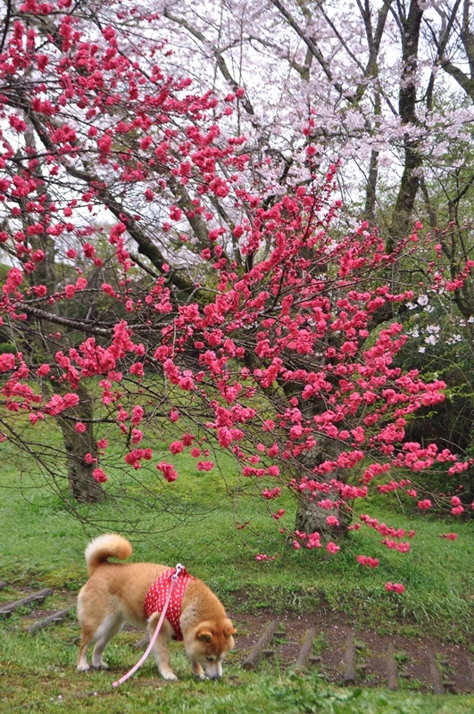 桜_a0126590_22285297.jpg