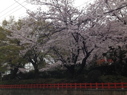 春爛漫_f0347891_21582553.jpeg