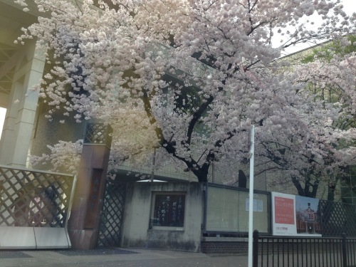 春爛漫_f0347891_22065015.jpeg