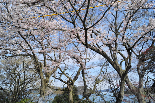 春のしまなみ海道サイクリング_a0206496_2050489.jpg