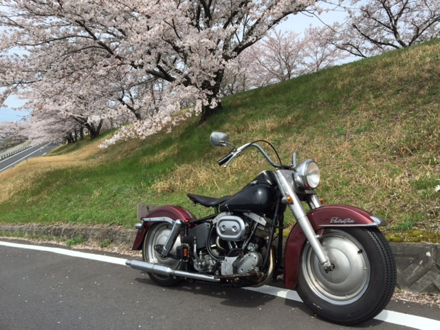 慣らし、時々、さくら_a0165898_20314057.jpg