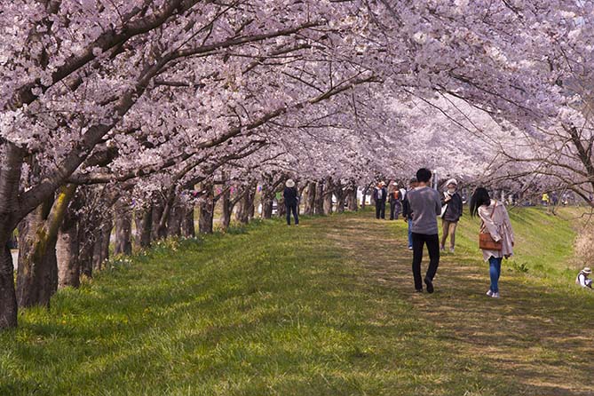 嵐山都幾川桜堤 広告屋のつれづれ 嵐山都幾川桜堤 広告屋のつれづれ