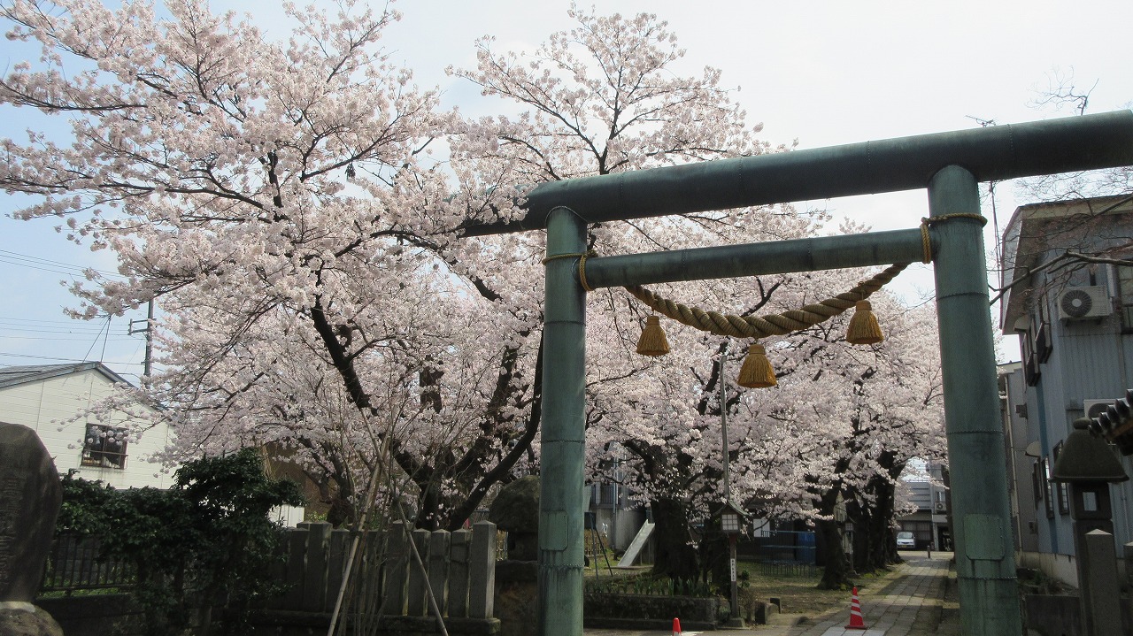 北本町八幡宮桜満開_b0163804_15451038.jpg