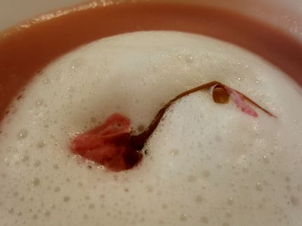 キューティーパイクラブのお花見ランチ_b0122805_19111623.jpg