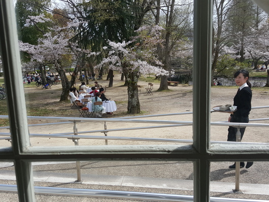 キューティーパイクラブのお花見ランチ_b0122805_1912782.jpg