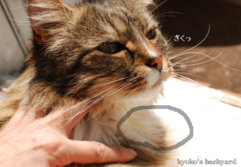 取り調べ_b0253205_04150145.jpg