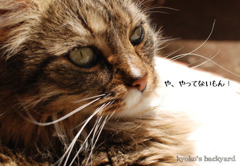 取り調べ_b0253205_04160131.jpg