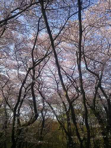 パワースポットと桜 16 メイフェの幸せ 美味しいいっぱい In 台湾 パワースポットと桜 16 メイフェの幸せ 美味しいいっぱい In 台湾