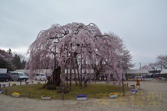 城山西小[孝子桜]まつり_d0110009_15401110.jpg