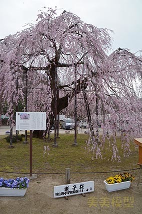 城山西小[孝子桜]まつり_d0110009_15404951.jpg