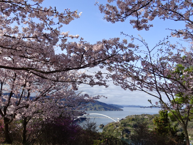 今治市大島亀老山での夜明～伯方島・開山公園の桜・・・２０１６/4/５_f0231709_23222285.jpg